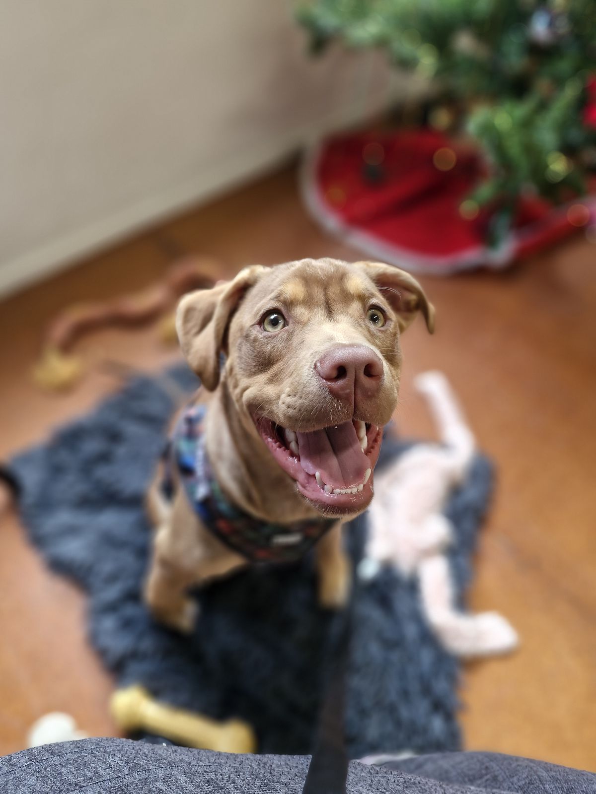 Gallery image: Frodo