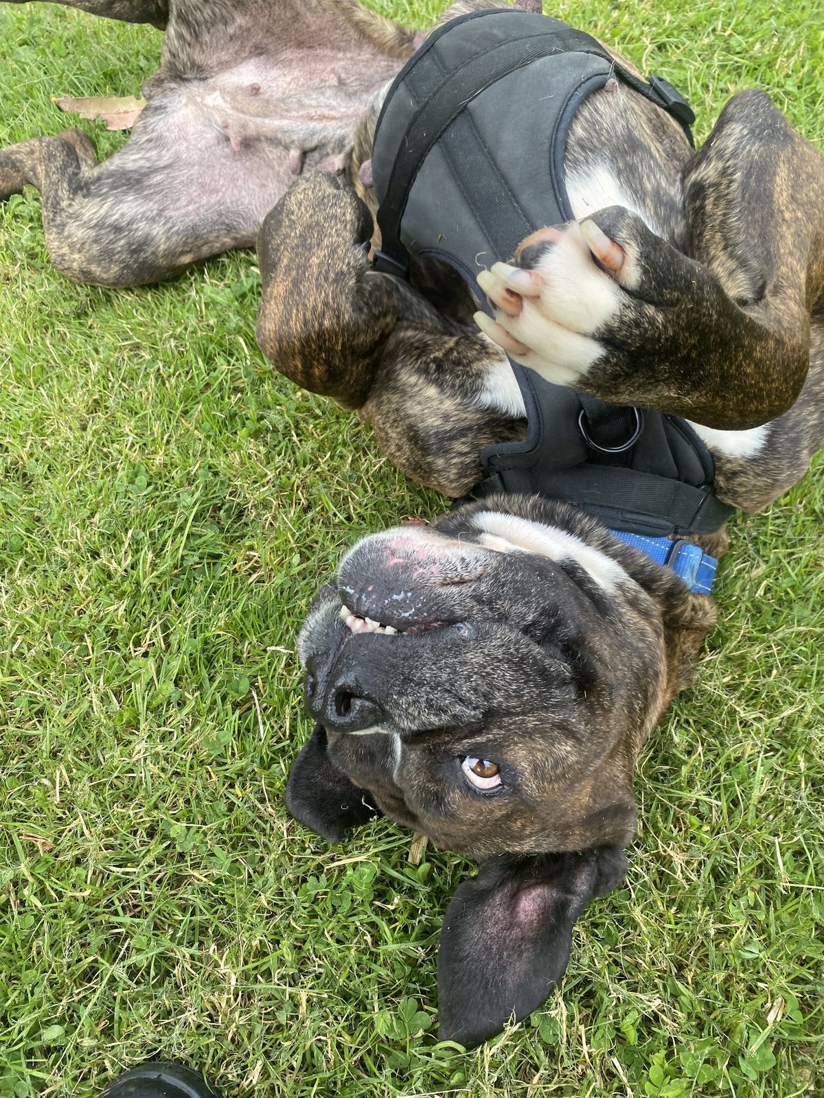 Gallery image: Evelyn