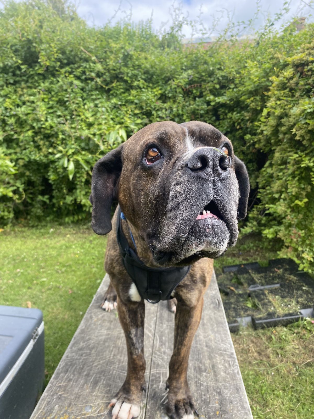 Gallery image: Evelyn