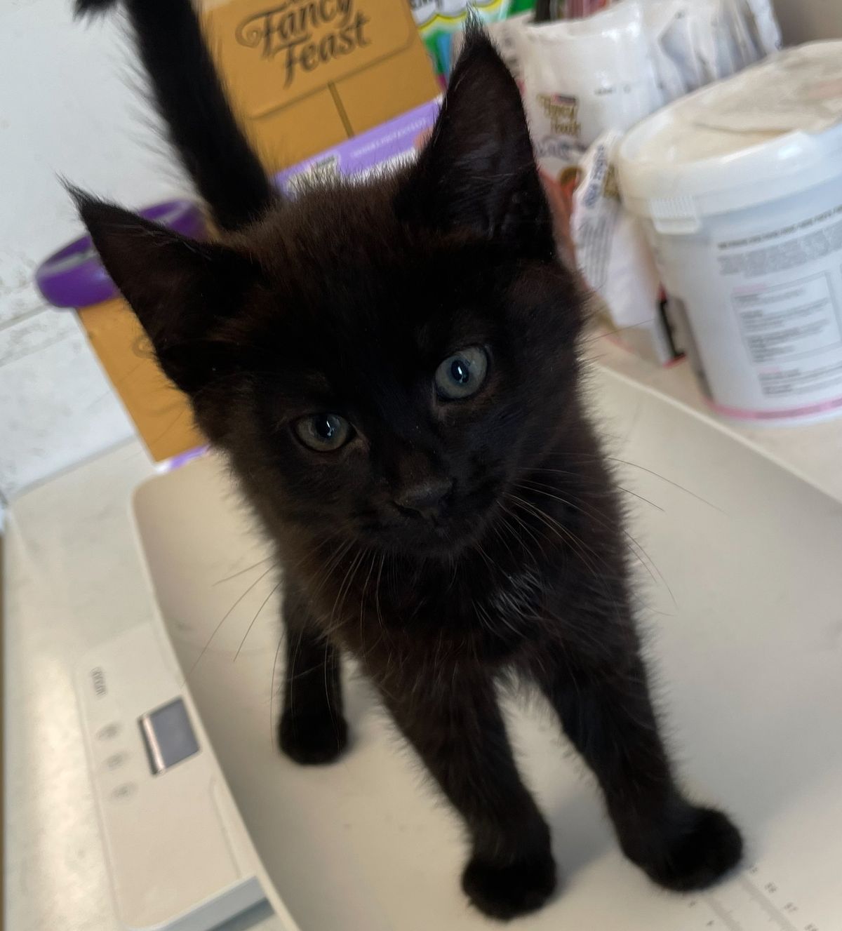 Gallery image: Lebron 