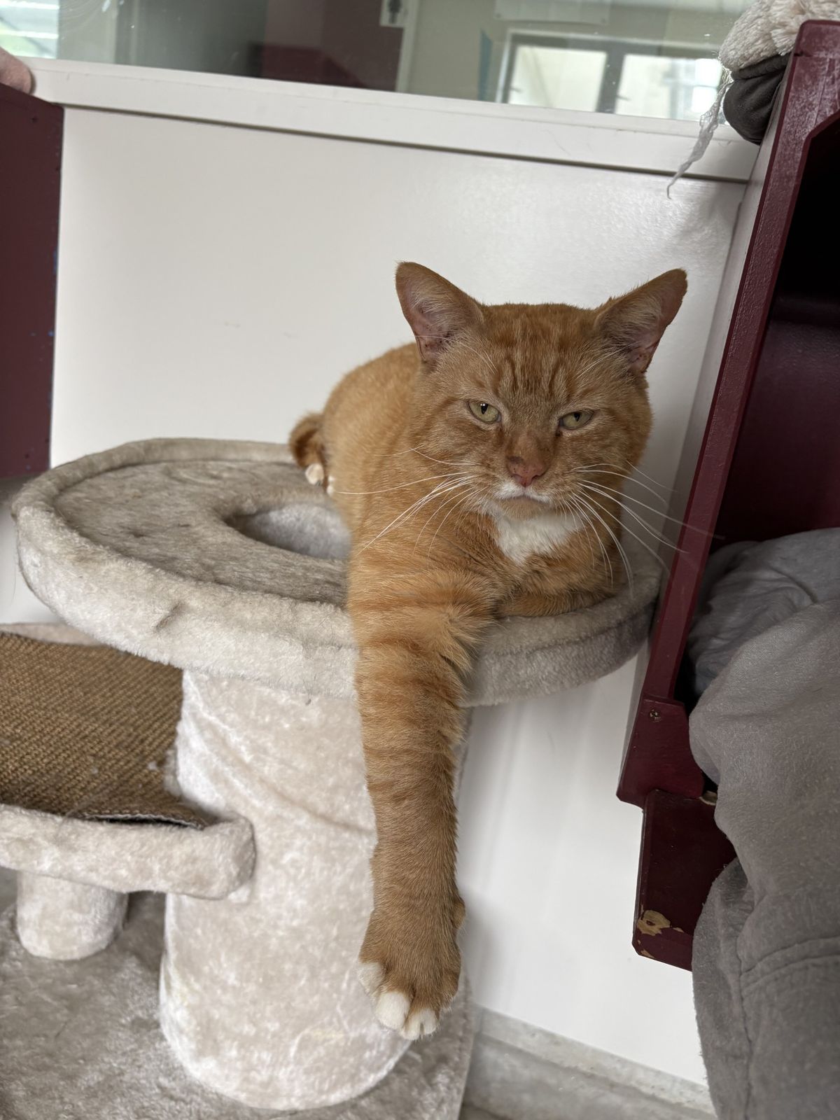 Gallery image: Garfield