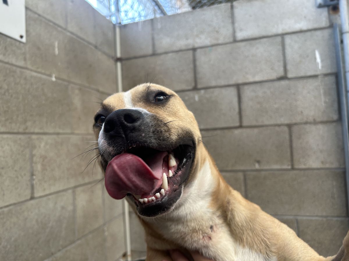 Gallery image: Harley