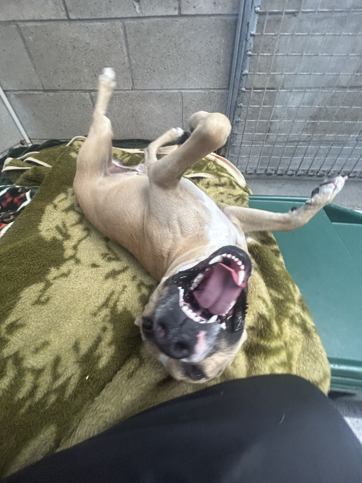 Gallery image: Harley