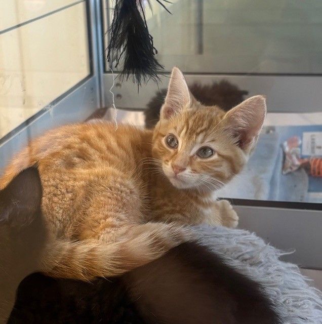 Gallery image: Maverick