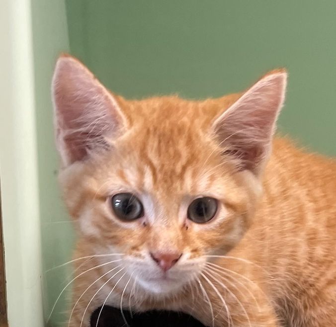 Gallery image: Maverick