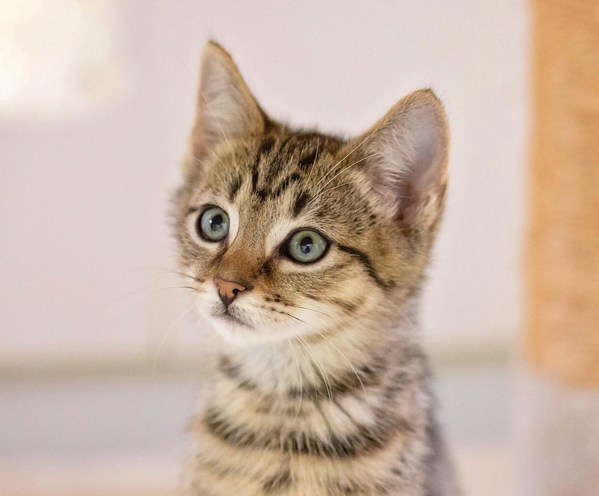 Gallery image: Archie