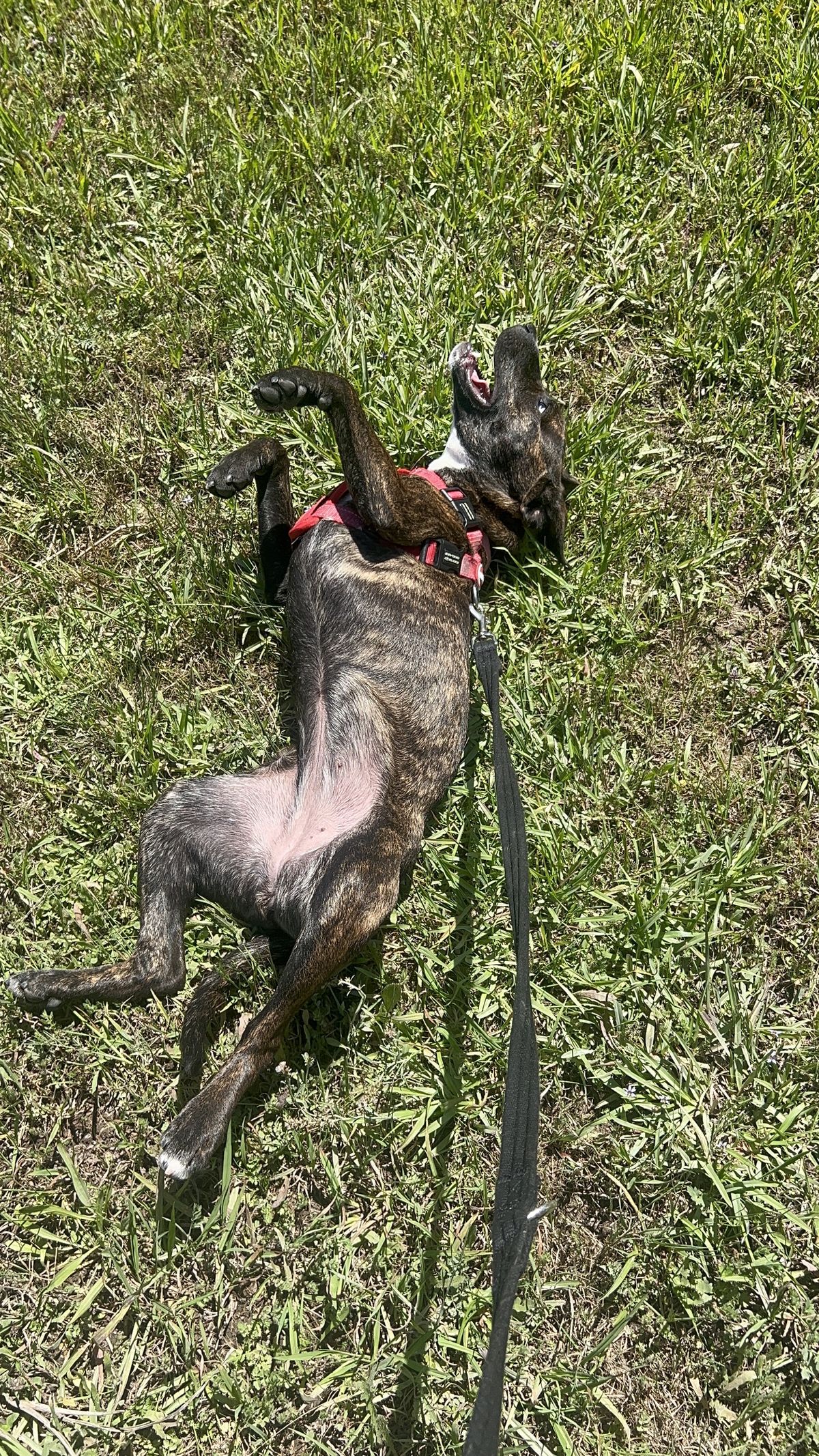 Gallery image: Chutney