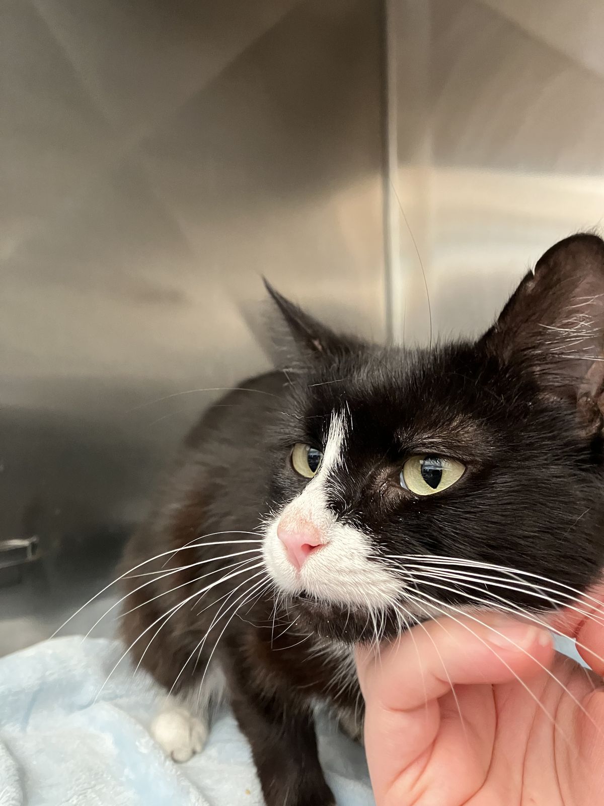 Gallery image: Diana