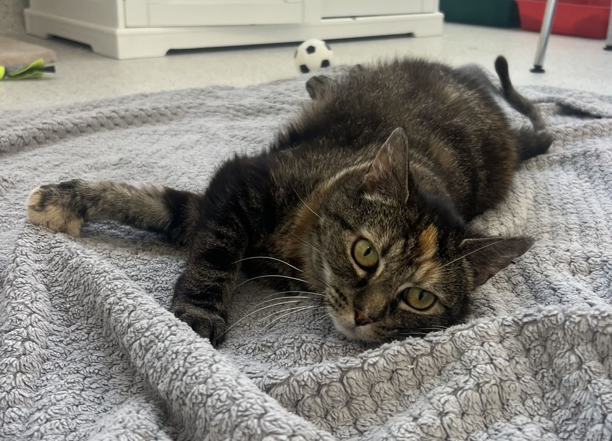 Gallery image: Piper