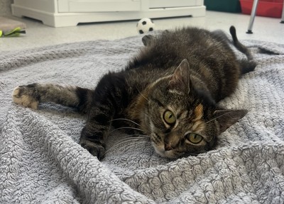 Piper - Domestic Short Hair