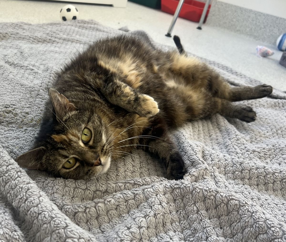 Gallery image: Piper