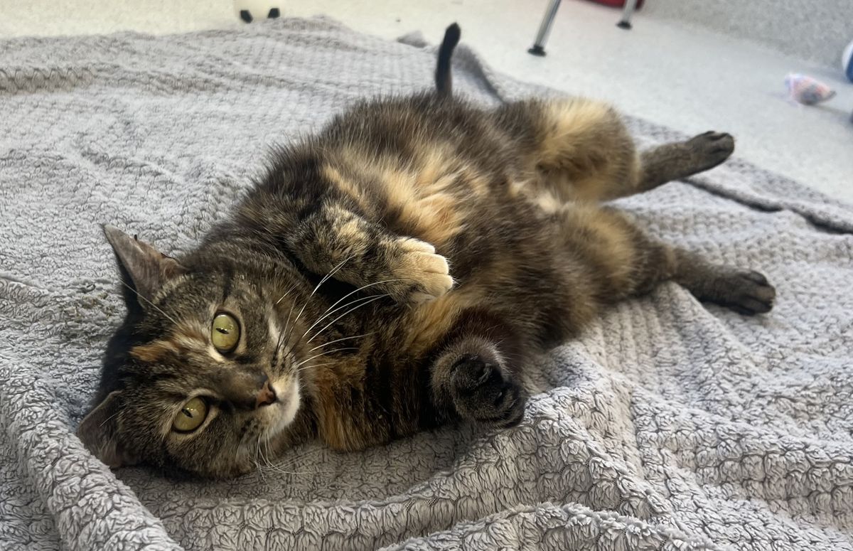 Gallery image: Piper