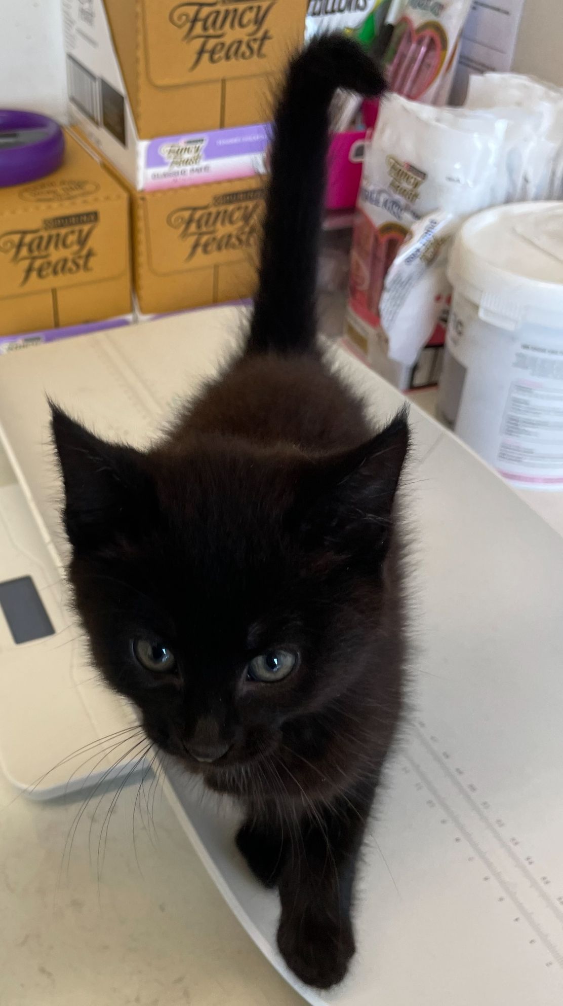 Gallery image: Lebron 