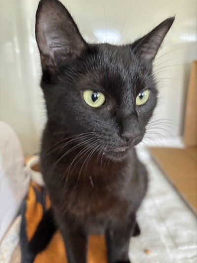 Poppy - Domestic Short Hair