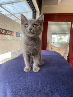 Sally - Domestic Short Hair