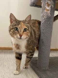 Zara - Domestic Short Hair