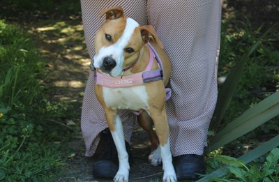 Sky - American Staffy