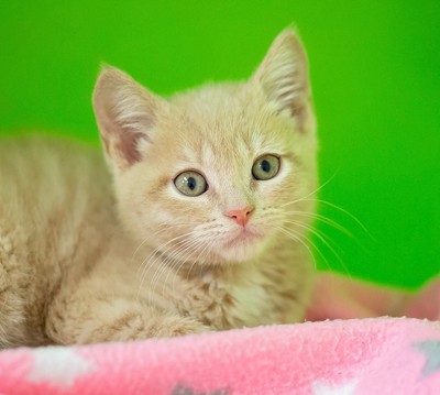 Penny - Domestic Short Hair