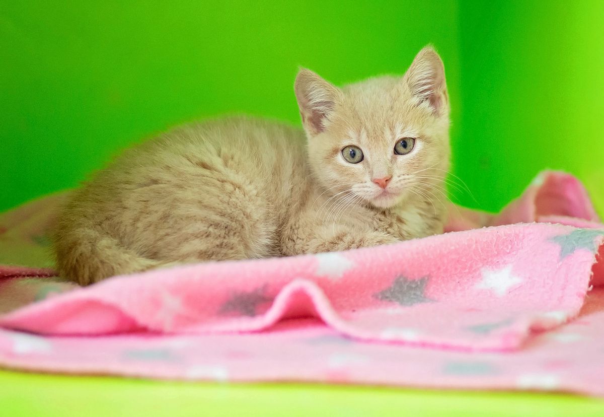 Gallery image: Penny