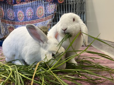 Poppa Smurf - Lop Eared