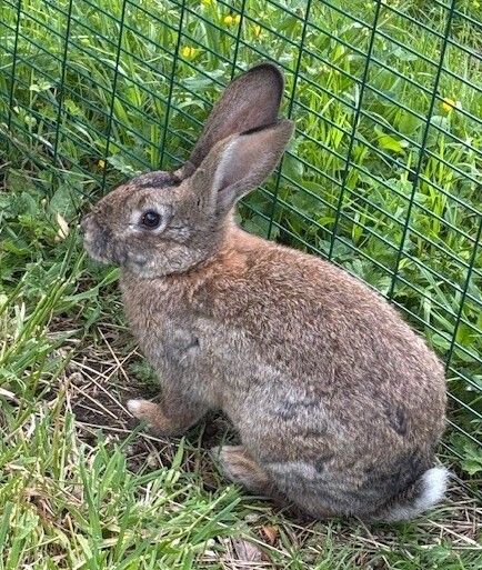 Gallery image: Rhino