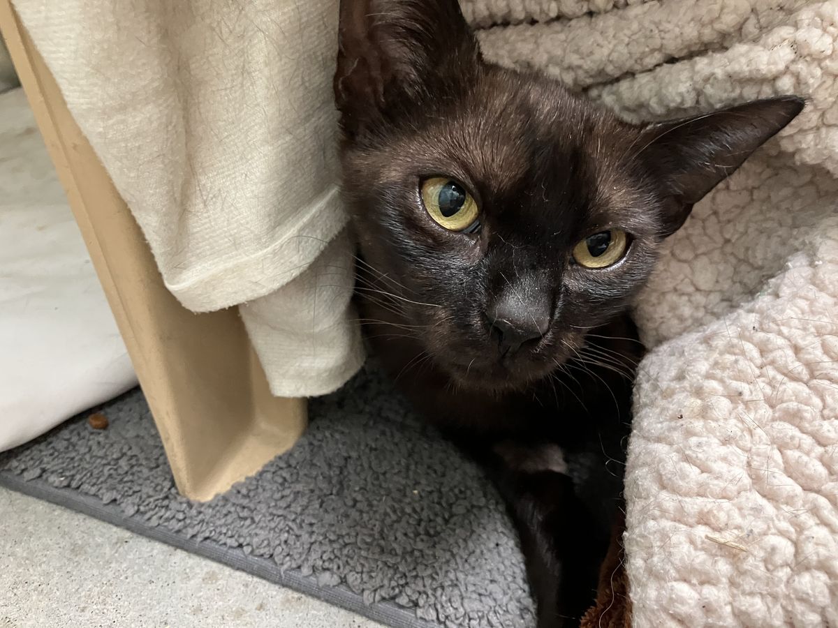 Gallery image: Amelia