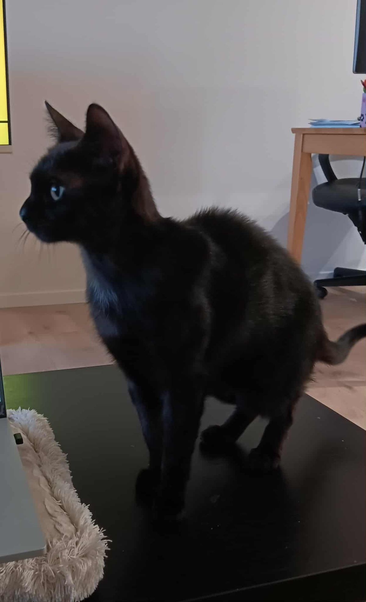 Gallery image: Amelia