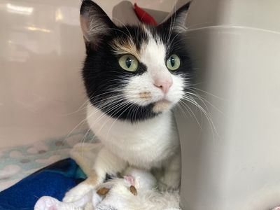 Phantom Of The Opera