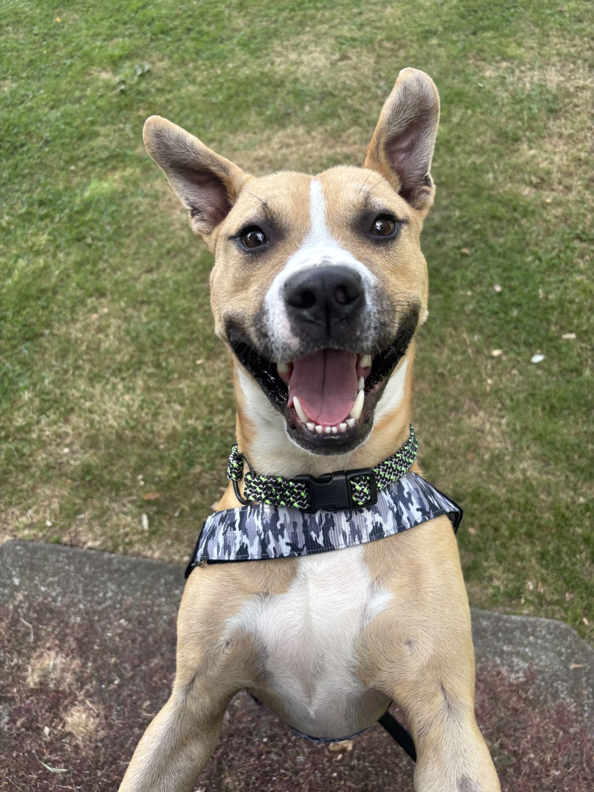 Gallery image: Harley