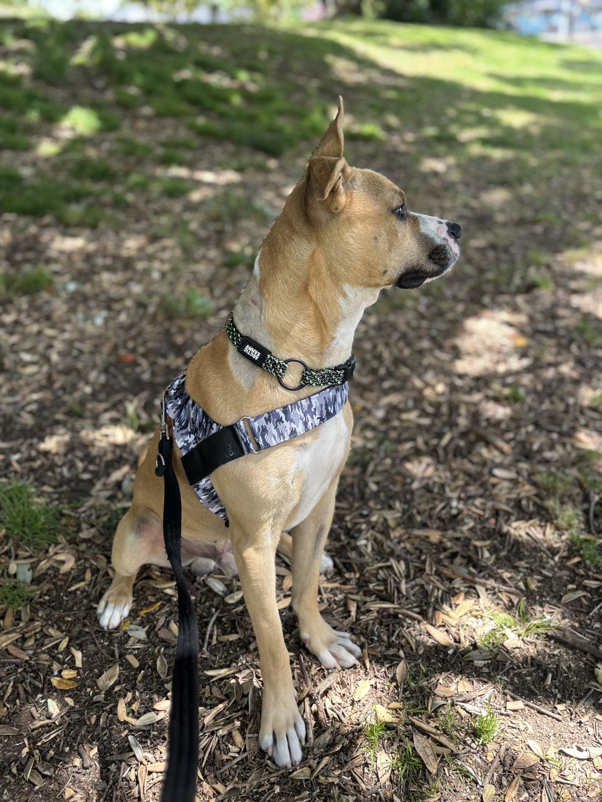 Gallery image: Harley