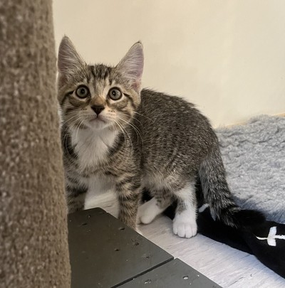 Milo - Domestic Short Hair