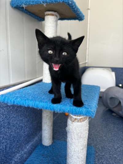 Moses - Domestic Short Hair