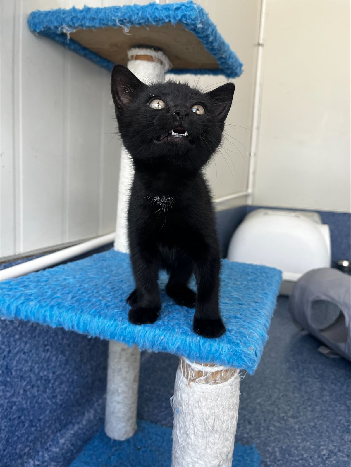 Gallery image: Moses