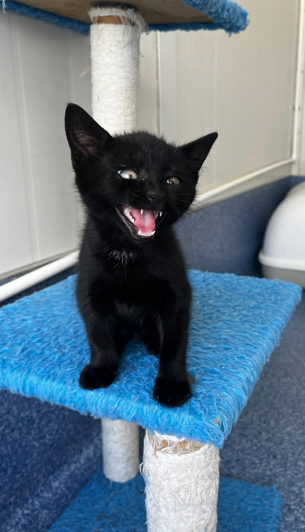 Gallery image: Moses