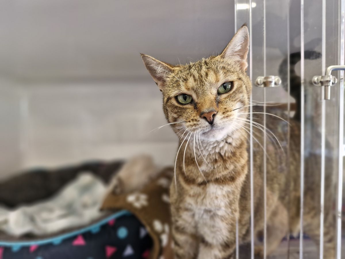 Gallery image: Honey