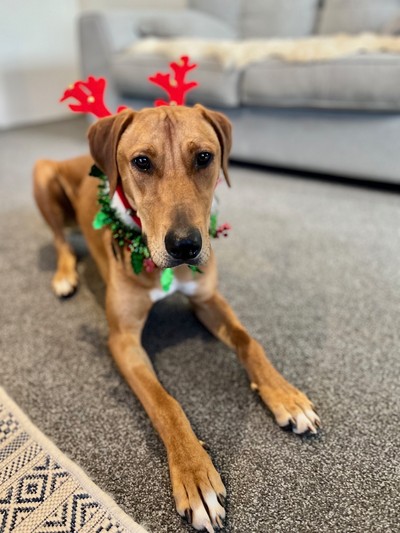 Jitterbug - Hungarian Vizsla