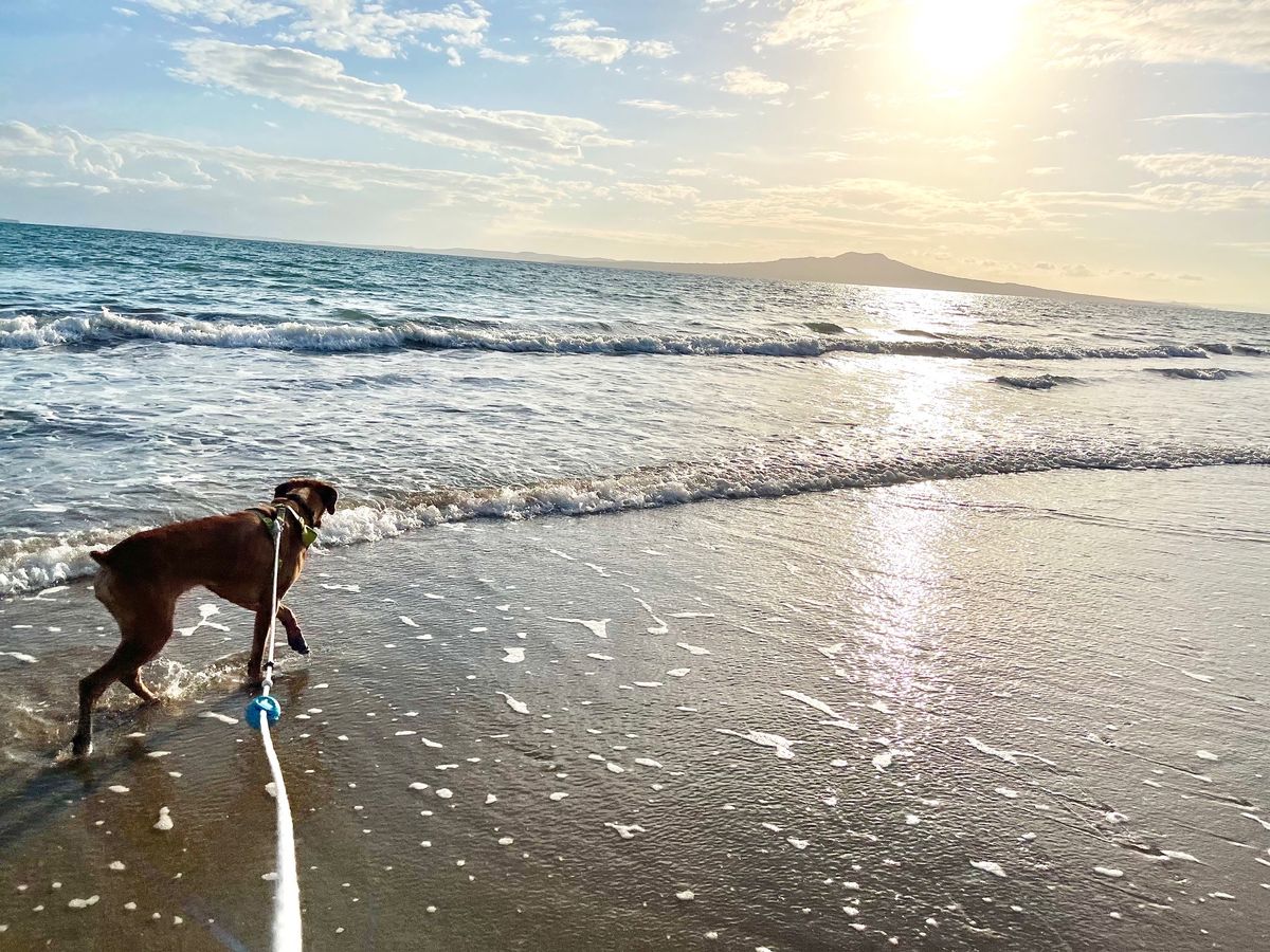 Gallery image: Jitterbug