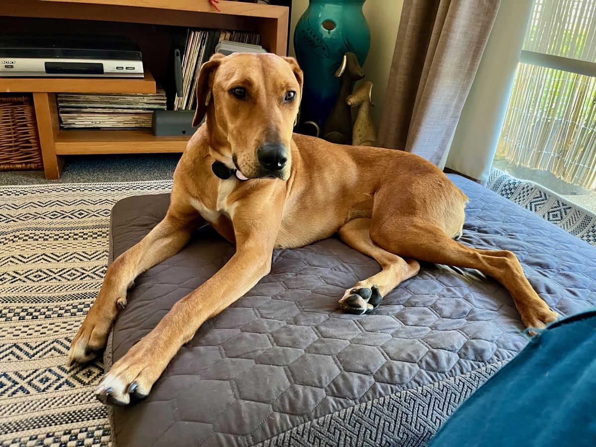 Gallery image: Jitterbug