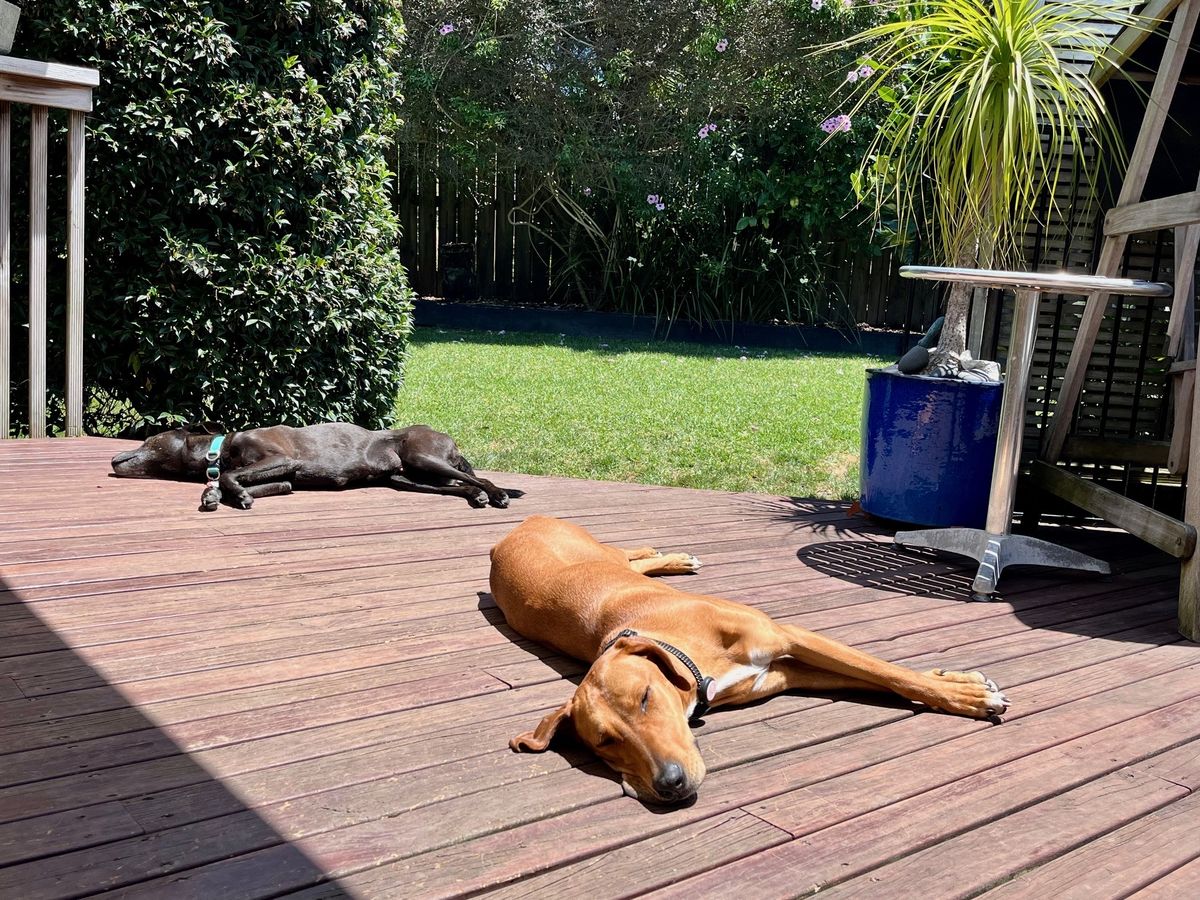 Gallery image: Jitterbug