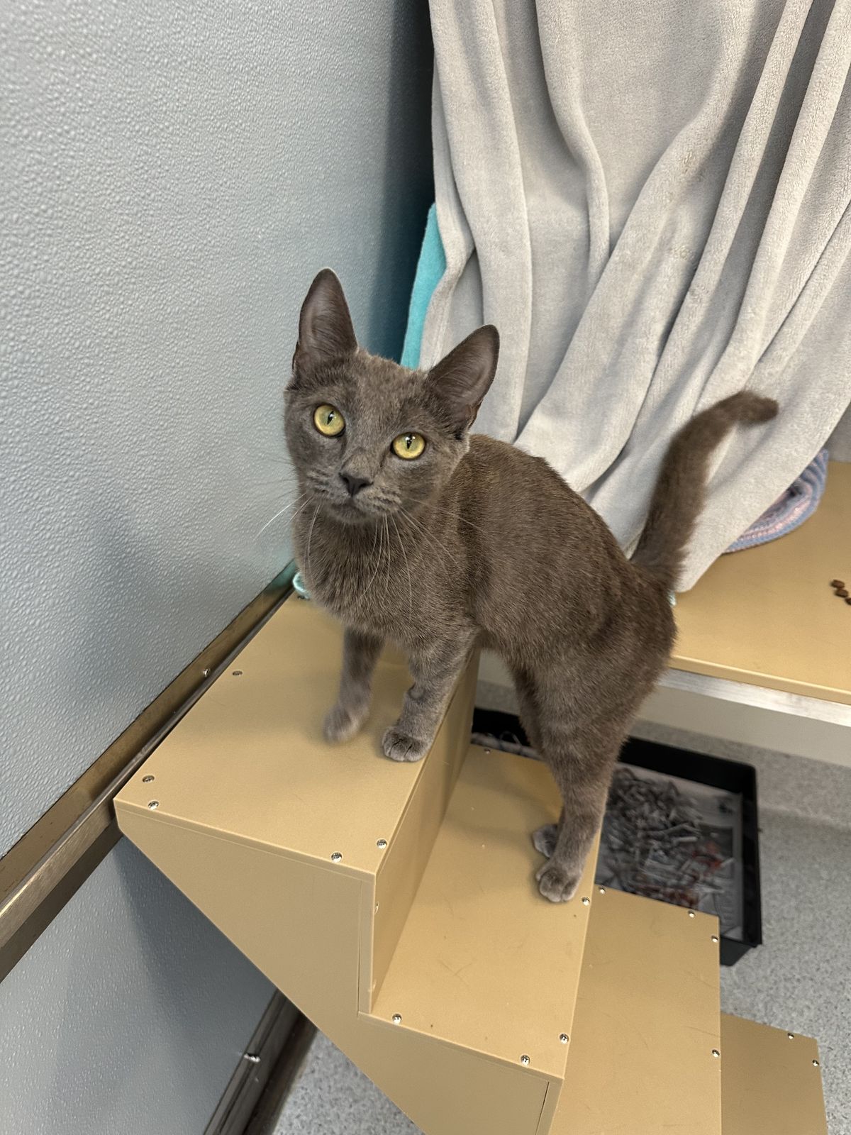 Gallery image: Sakura