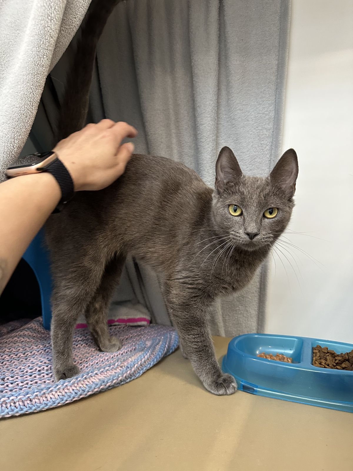 Gallery image: Sakura