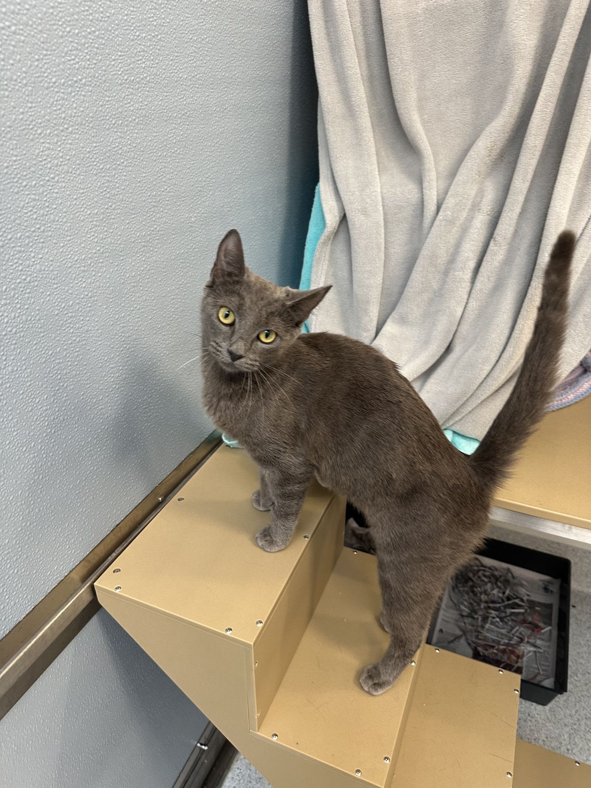 Gallery image: Sakura