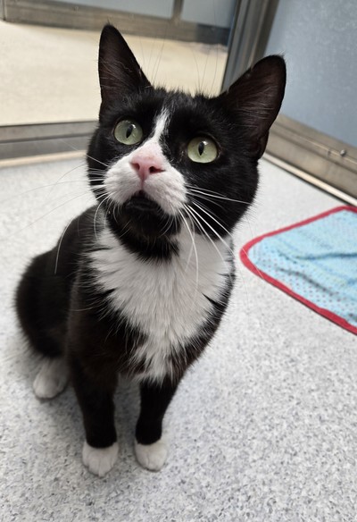 Diana - Domestic Short Hair