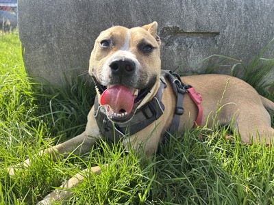 Harley - Medium Cross Breed