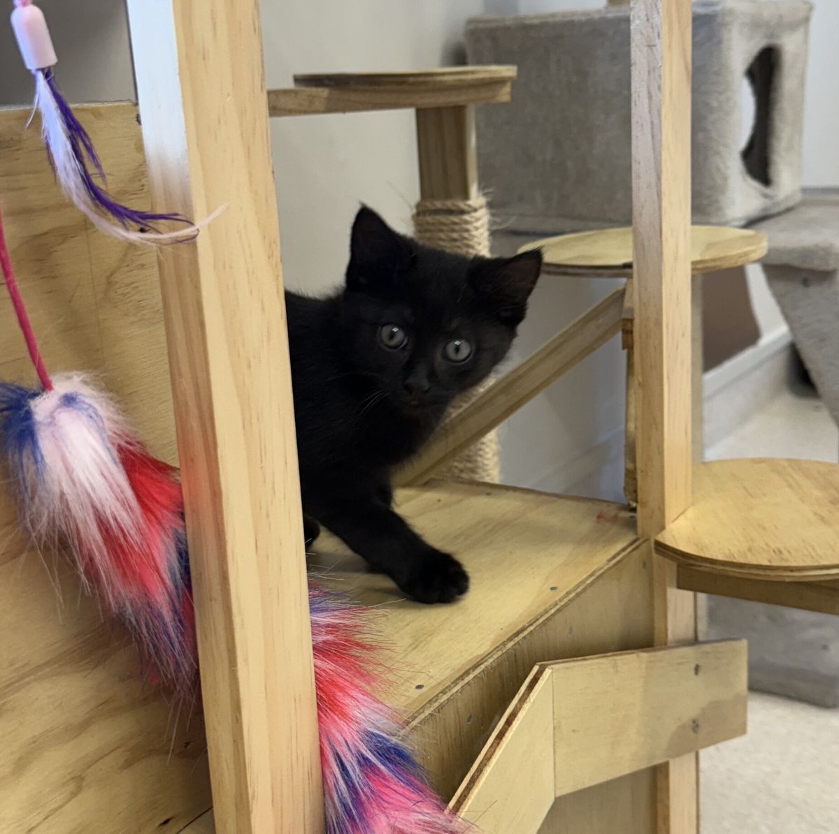 Gallery image: Pepper