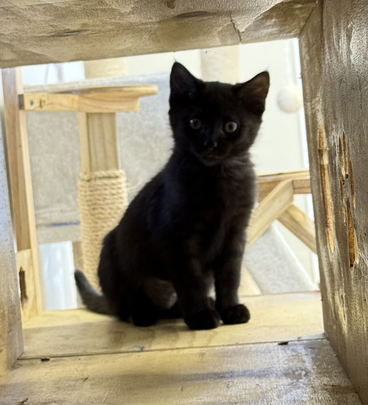 Gallery image: Pepper