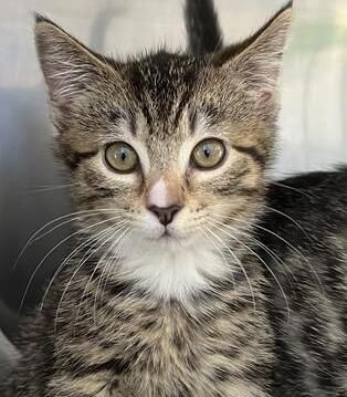 Gallery image: Cinnamon