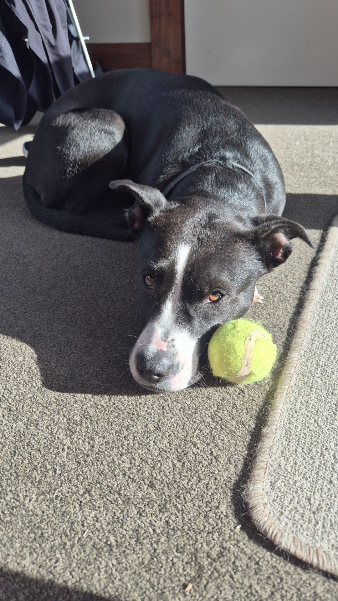 Gallery image: Lottie