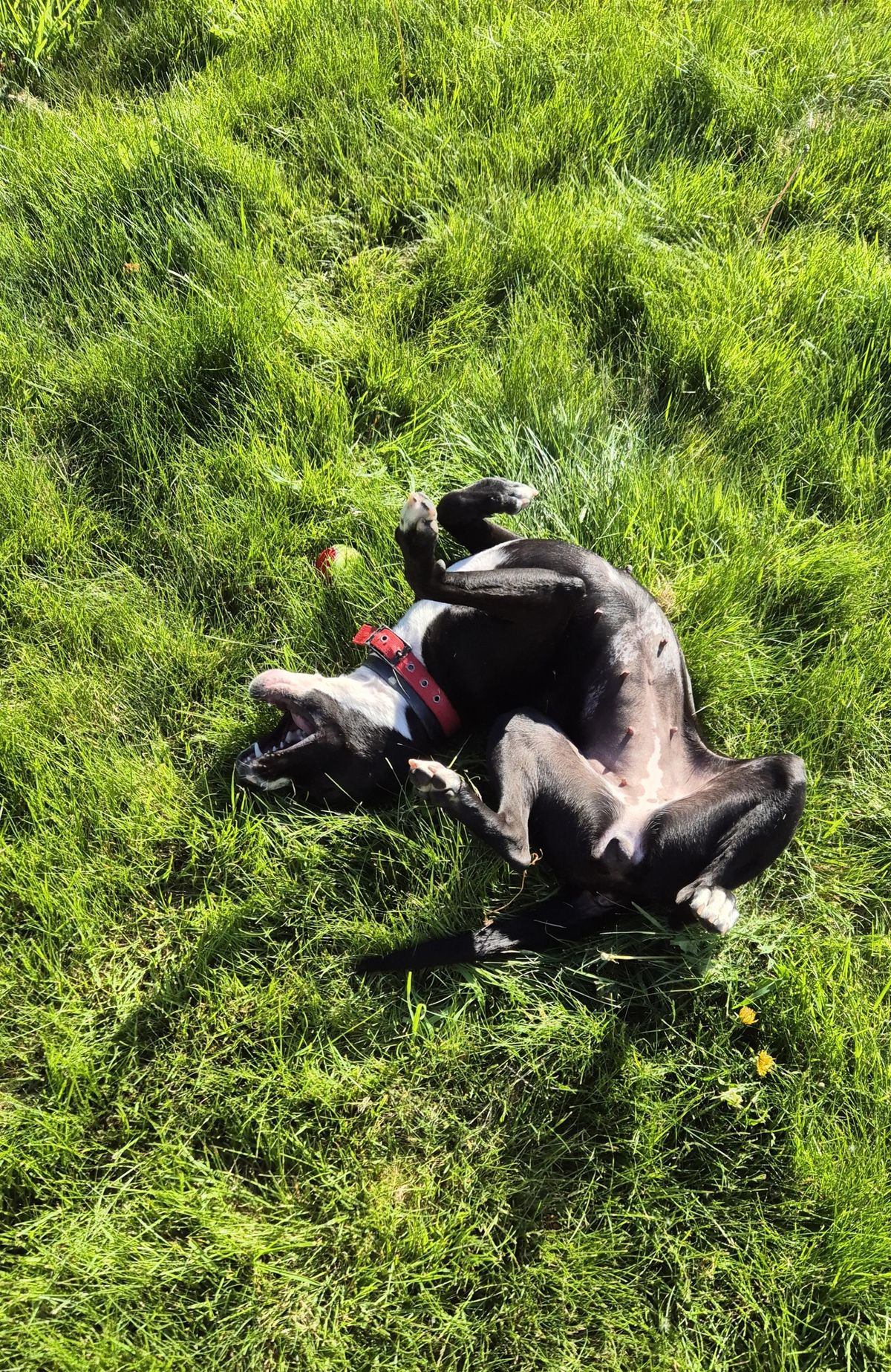 Gallery image: Lottie