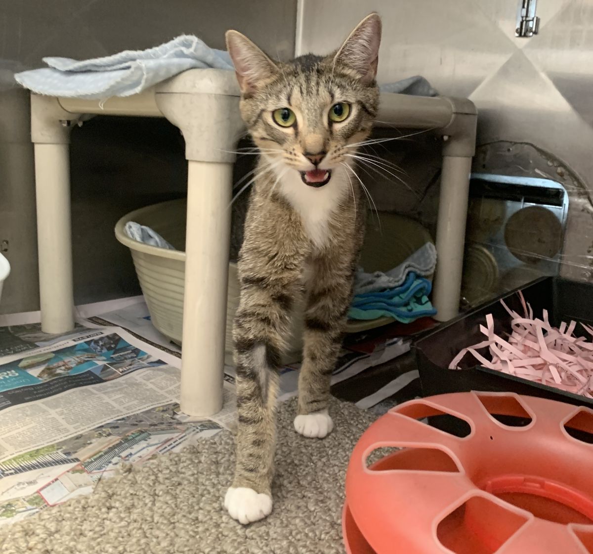 Gallery image: Saffron 